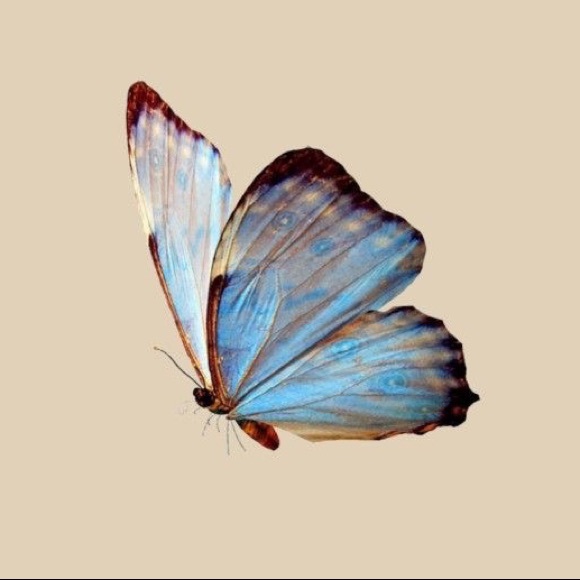 Meet your Posher, Kylie - Picture 1 of 1